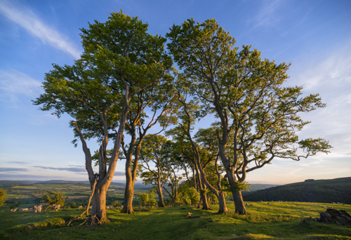 Linley Hill
