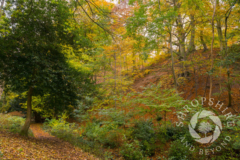 Autumn colour in Rectory Wood at Church Stretton, Shropshire.
