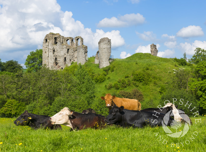 Cows in a field beneath Clun Castle, Shropshire.