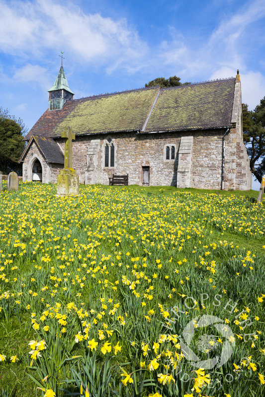 Daffodils in the churchyard of St Michael and All Angels, Smethcote, Shropshire.